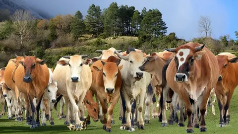 गौ सेवा जागरूकता अभियान